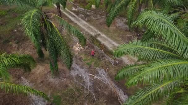 Mann Macht Luftaufnahmen Wie Der Isolierten Plantagenlandschaft Steht — Stockvideo