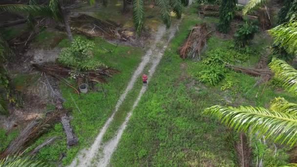 Mann Macht Luftaufnahmen Wie Der Isolierten Plantagenlandschaft Steht — Stockvideo