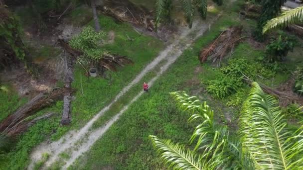 孤立したプランテーションの風景に立っている空中映像を撮った男 — ストック動画
