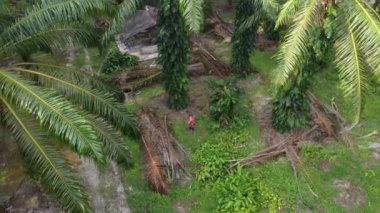 Bir adam ıssız tarlalarda dikilirken hava görüntüsü alıyor..