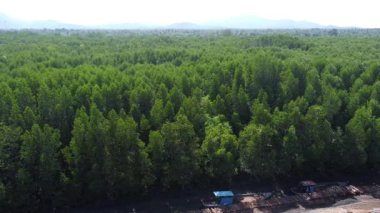 Mangrov ormanındaki ahşap köyün hava görüntüleri.. 