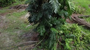Ağaç gövdesindeki gür yapraklı vahşi canavarın hava görüntüleri..