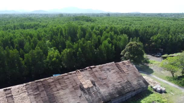 Воздушные Съемки Деревянной Деревни Лесном Мангровом Ландшафте — стоковое видео