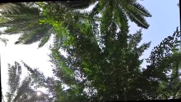 Patrząc Niebo Przez Opadające Gałęzie Liści Palmy Olejowej Pędy — Wideo stockowe