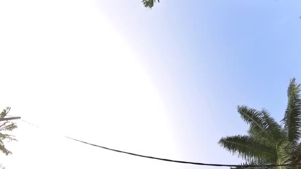 떨어지는 야자나무 가지와 줄기를 하늘을 바라보며 — 비디오