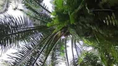 Sarkık palmiye yapraklarının dalları ve gövdeleri arasından gökyüzüne bakıyor..