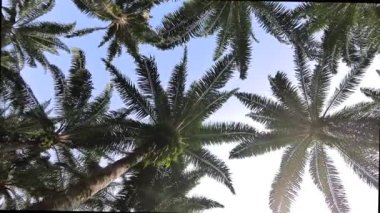 Sarkık palmiye yapraklarının dalları ve gövdeleri arasından gökyüzüne bakıyor..