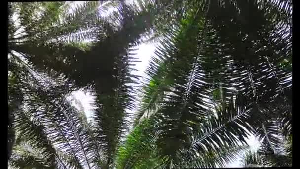 Глядя Вверх Небу Через Склоняющиеся Пальмовые Ветви Стебли — стоковое видео