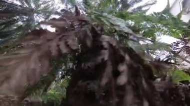 Göğe doğru bakan, sarkmış palmiye yaprakları ve gövdeleri,.