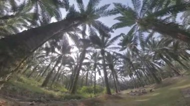 Göğe doğru bakan, sarkmış palmiye yaprakları ve gövdeleri,.