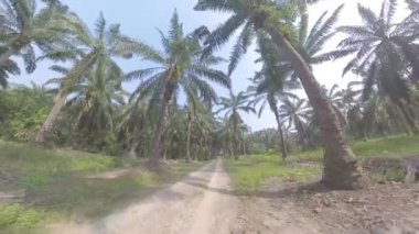 Göğe doğru bakan, sarkmış palmiye yaprakları ve gövdeleri,.