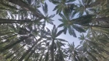 Göğe doğru bakan, sarkmış palmiye yaprakları ve gövdeleri,.