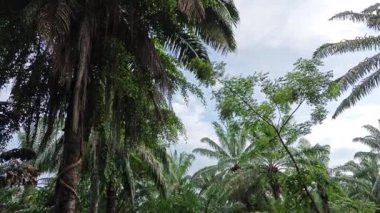Göğe doğru bakan, sarkmış palmiye yaprakları ve gövdeleri,.