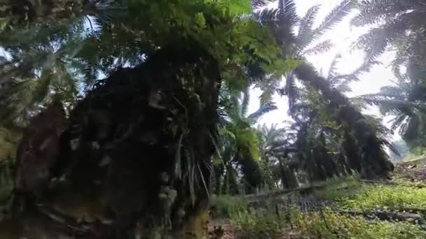 Looking Sky Drooping Oil Palm Leafy Branches Stems — Stock Video