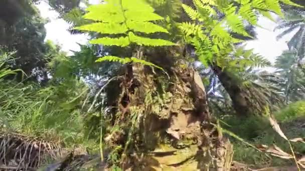 仰望天空 望着垂落的油棕榈叶枝和枝干 — 图库视频影像