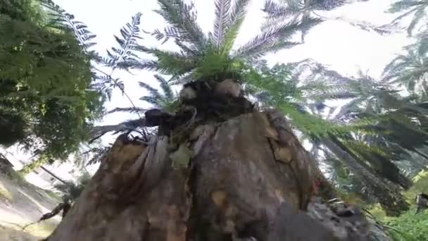 Patrząc Niebo Kierunku Opadających Gałęzi Liści Palmowych Łodyg — Wideo stockowe