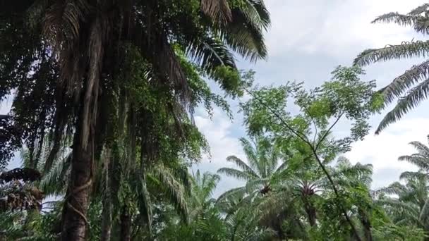 Göğe Doğru Bakan Sarkmış Palmiye Yaprakları Gövdeleri — Stok video