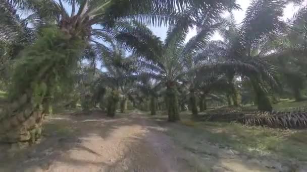 Looking Sky Drooping Oil Palm Leafy Branches Stems — Stock Video