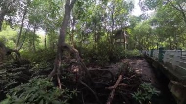 Kıyı şeridi boyunca Mangrove Ormanı yolunda beton köprü var..