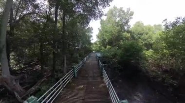 Kıyı şeridi boyunca Mangrove Ormanı yolunda beton köprü var..