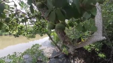 Mangrove Ormanı Ağacı 'nın yaprakları.