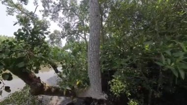 Mangrove Ormanı Ağacı 'nın yaprakları.