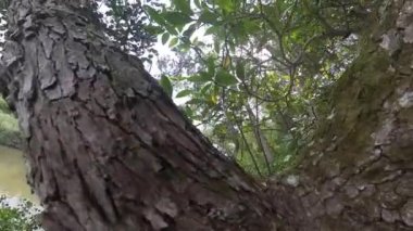 Mangrove Ormanı Ağacı 'nın yaprakları.