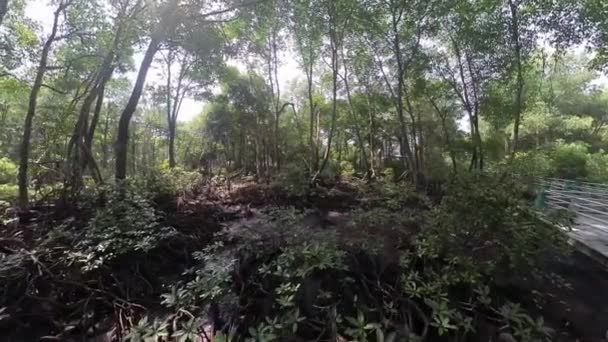 Kıyı Şeridi Boyunca Mangrove Ormanı Yolunda Beton Köprü Var — Stok video