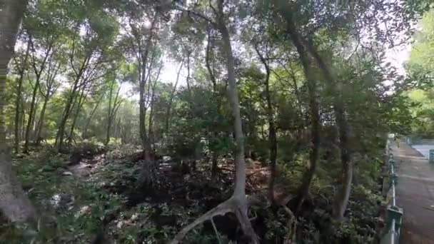 Betongbro Mangroveträsket Längs Kusten — Stockvideo