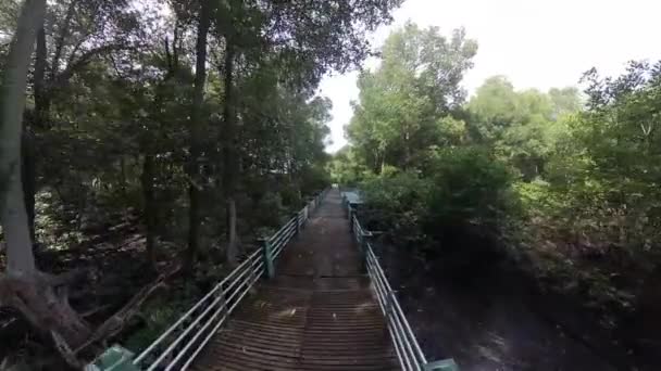 Betonnen Brug Het Mangrove Bospad Langs Kustlijn — Stockvideo