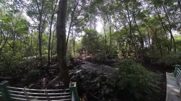Betonnen Brug Het Mangrove Bospad Langs Kustlijn — Stockvideo