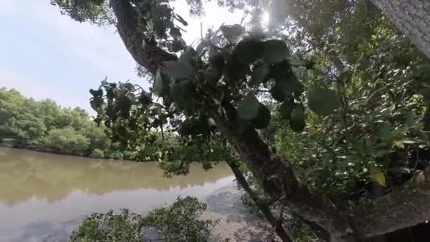 Lövverk Mangroveträdet — Stockvideo