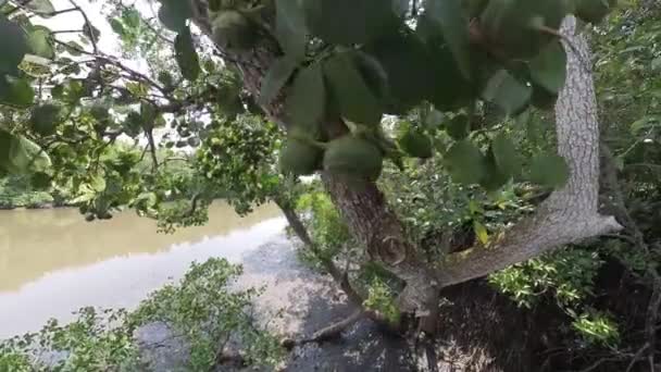 Mangrove Ormanı Ağacı Nın Yaprakları — Stok video