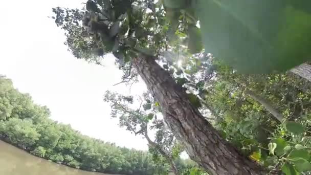 Liście Namorzynowego Drzewa Leśnego — Wideo stockowe
