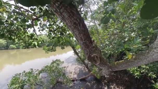Folhagem Árvore Florestal Manguezal — Vídeo de Stock