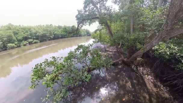 Mangrove Ormanı Ağacı Nın Yaprakları — Stok video