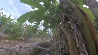 Çiftlikteki muz ağacına bakıp yürüyorum..  