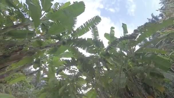Spaziergang Und Blick Auf Den Bananenbaum Auf Dem Bauernhof — Stockvideo