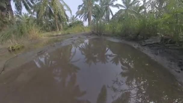 Caminhando Longo Piscina Suja Água Lamacenta Meio Estrada Plantação — Vídeo de Stock