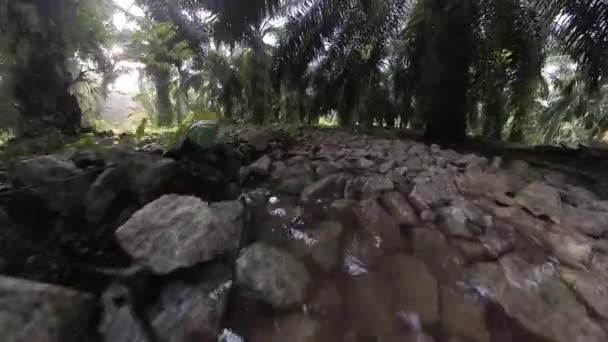 プランテーション道路の真ん中に泥水の汚れたプールを歩く — ストック動画