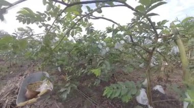 Guava meyve çiftliğinin manzara manzarası 