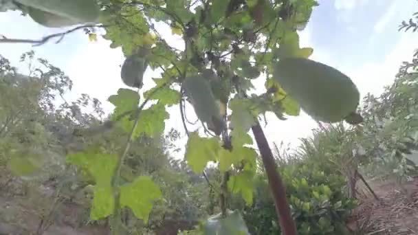 Scena Târâtorului Taiwanez Luffa Plante Legume — Videoclip de stoc
