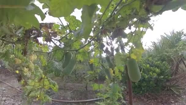 Scen Den Krypande Taiwanesiska Luffa Gourd Grönsak Växt — Stockvideo