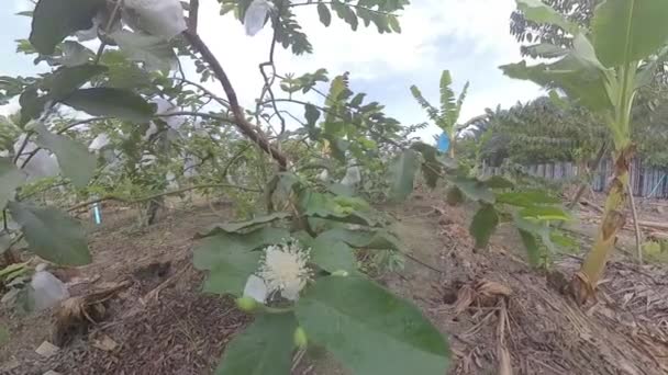 Paisaje Finca Frutas Guava — Vídeo de stock