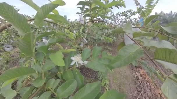 Guava Meyve Çiftliğinin Manzara Manzarası — Stok video