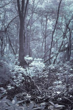 Çalı mangrov ormanının kızılötesi görüntüsü..