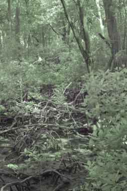 Çalı mangrov ormanının kızılötesi görüntüsü..