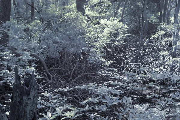 Çalı mangrov ormanının kızılötesi görüntüsü..