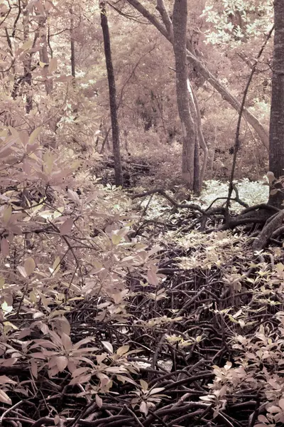 Immagine Infrarossi Della Foresta Mangrovie Cespugliosa — Foto Stock