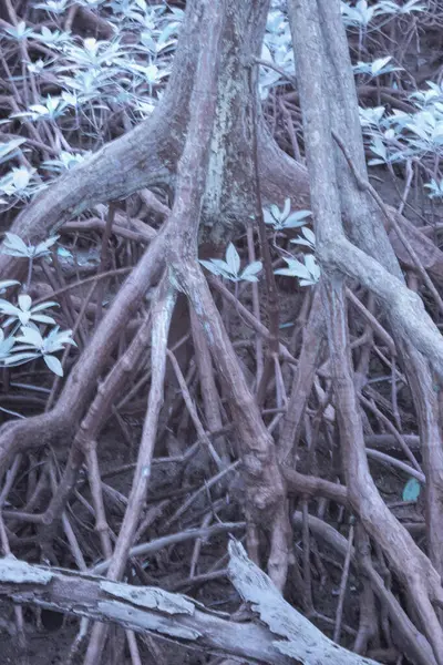 Imagem Infravermelha Floresta Mangue Arbustiva — Fotografia de Stock